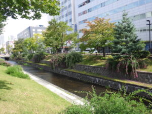 9月12日に咲いていた南1条のハギ