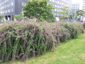 9月12日に咲いていた北1条のハギ