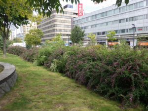 9月12日に咲いていた北1条のハギ