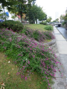 9月12日に咲いていた南1条階段横のハギ