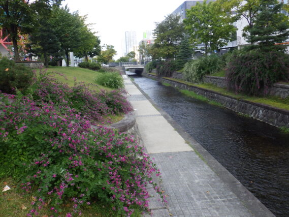 「ハギの花が咲いています」の画像