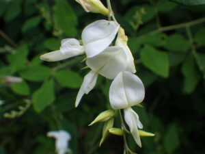 9月13日に咲いていたミヤギノハギ白の花
