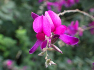 9月13日に咲いていたミヤギノハギ赤の花