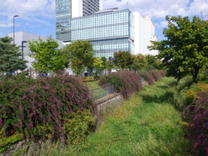 9月13日に咲いていた北1条のハギ