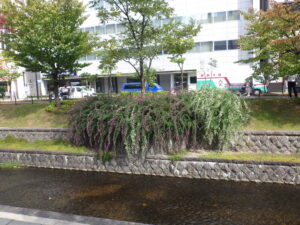 9月13日に咲いていた南1条のハギ