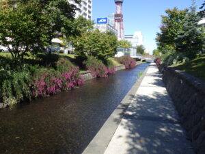 9月26日の南2条のハギの様子