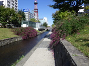 9月26日の南2条のハギの様子