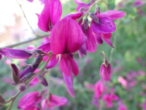 9月26日に咲いていたミヤギノハギの花