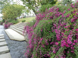 9月29日の南4条のハギの様子