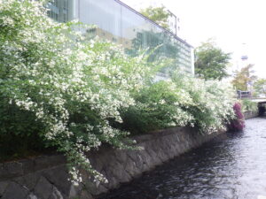 9月29日の南4条のシラハギの様子