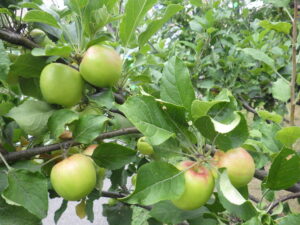 8月31日のリンゴの実の様子