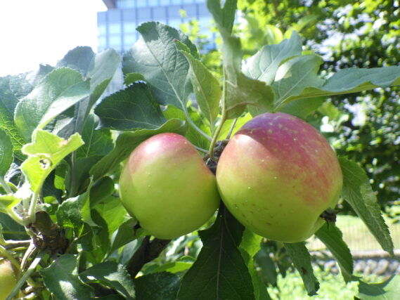 「秋の気配」の画像
