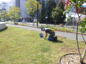 9月30日の活動で芝生の中のブタナの除草をする創成ボランティア