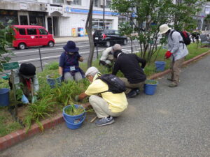 8月30日にヘメロカリスの除草をする植物ボランティア