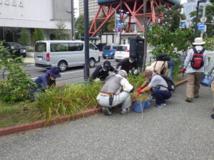 8月30日にヘメロカリスの除草をする植物ボランティア