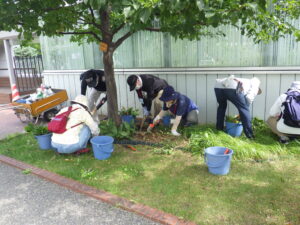 9月13日にスズランの移植をする植物ボランティアの様子