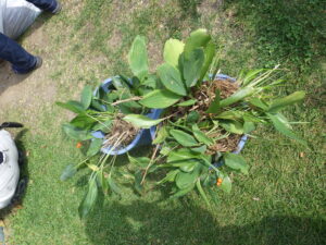 掘り取られたスズラン