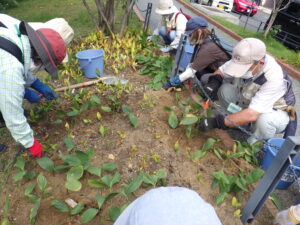 9月13日にスズランの移植をする植物ボランティアの様子