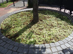 9月20日の活動でビンカを補植された円形ます