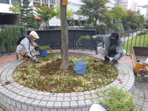 9月20日の活動でと撮ったビンカを円形ますに移植する作業をする植物ボランティア