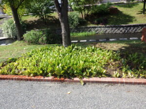 9月27日の活動でスズランを移植されたスズラン花壇