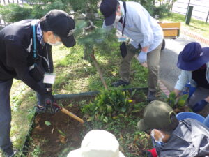 9月27日の活動でスズランの移植作業をする植物ボランティア