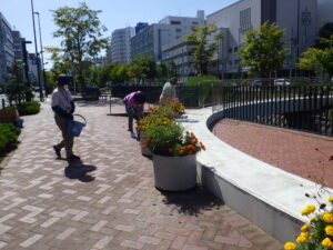 9月15日にまんなか広場コンテナの花がら摘みをする花くらぶの様子