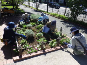 9月22日の活動で花壇の手入れをする花くらぶ