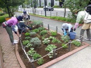 9月29日の活動で花壇に越冬ビオラを植え込む花くらぶ