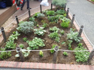 9月29日の活動で越冬ビオラを植え込んだ花壇の様子