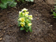 9月29日の活動で花壇に植え込んだ越冬ビオラの黄色
