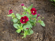 9月29日の活動で花壇に植え込んだ越冬ビオラの赤色