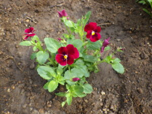 9月29日の活動で花壇に植え込んだ越冬ビオラの赤色
