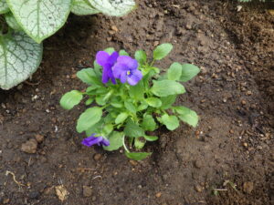 9月29日の活動で花壇に植え込んだ越冬ビオラの紫色