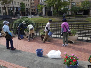 9月29日の活動で狸二条広場のコンテナにニチニチソウを植え込む植物ボランティア