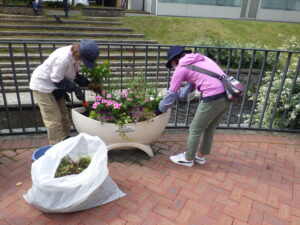 9月29日の活動で狸二条広場のコンテナにニチニチソウを植え込む植物ボランティア