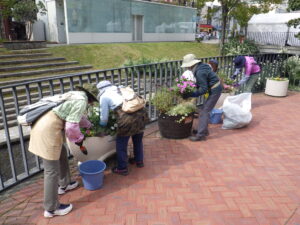 9月29日の活動で狸二条広場のコンテナにニチニチソウを植え込む植物ボランティア