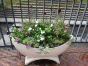 9月29日の活動でニチニチソウを補植したコンテナ