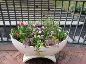 9月29日の活動でニチニチソウを補植したコンテナ