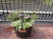 9月29日の活動でニチニチソウを補植したコンテナ