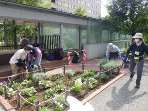 9月29日の活動で花壇に越冬ビオラを植え込む花くらぶ