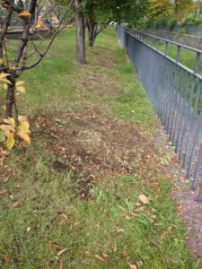 ハギの刈り取られた後