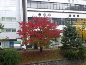 南1条東側のエゾヤマザクラの紅葉