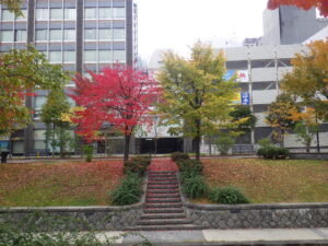 南1条西側のエゾヤマザクラとシナノキの紅葉