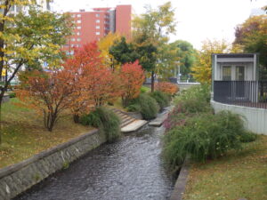 南4条のチシマザクラなど紅葉の様子