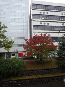 10月13日のエゾヤマザクラの紅葉の様子