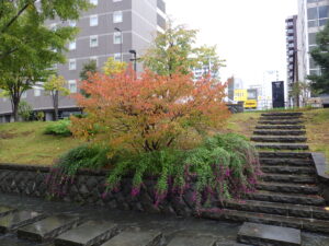 10月13日のチシマザクラの紅葉の様子