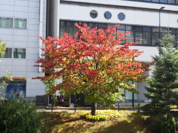 「紅葉が進んできました」の画像