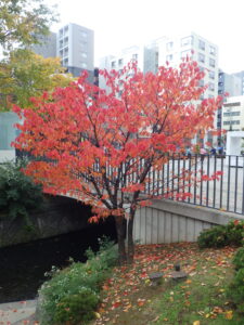 狸二条広場南側のチシマザクラの紅葉