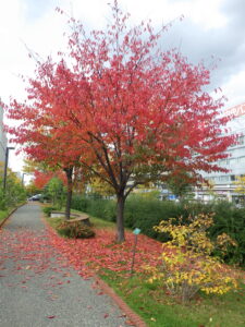 北1条西側のエゾヤマザクラの紅葉と刈り取りを待つハギたち